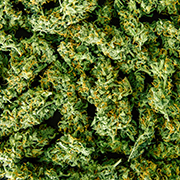 Commentary: Administration’s Executive Order Could Stabilize Cannabis Insurance Market