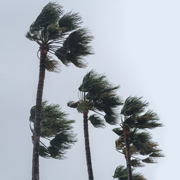 Palm trees blowing in wind