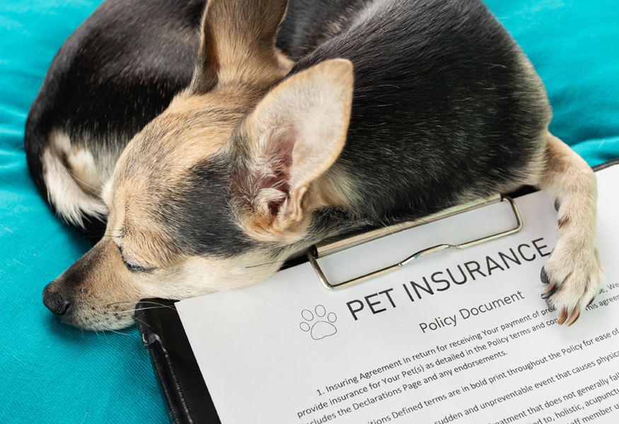 Market Segment Report: US Pet Insurance Plans: First View Shows Rapid and Profitable Growth